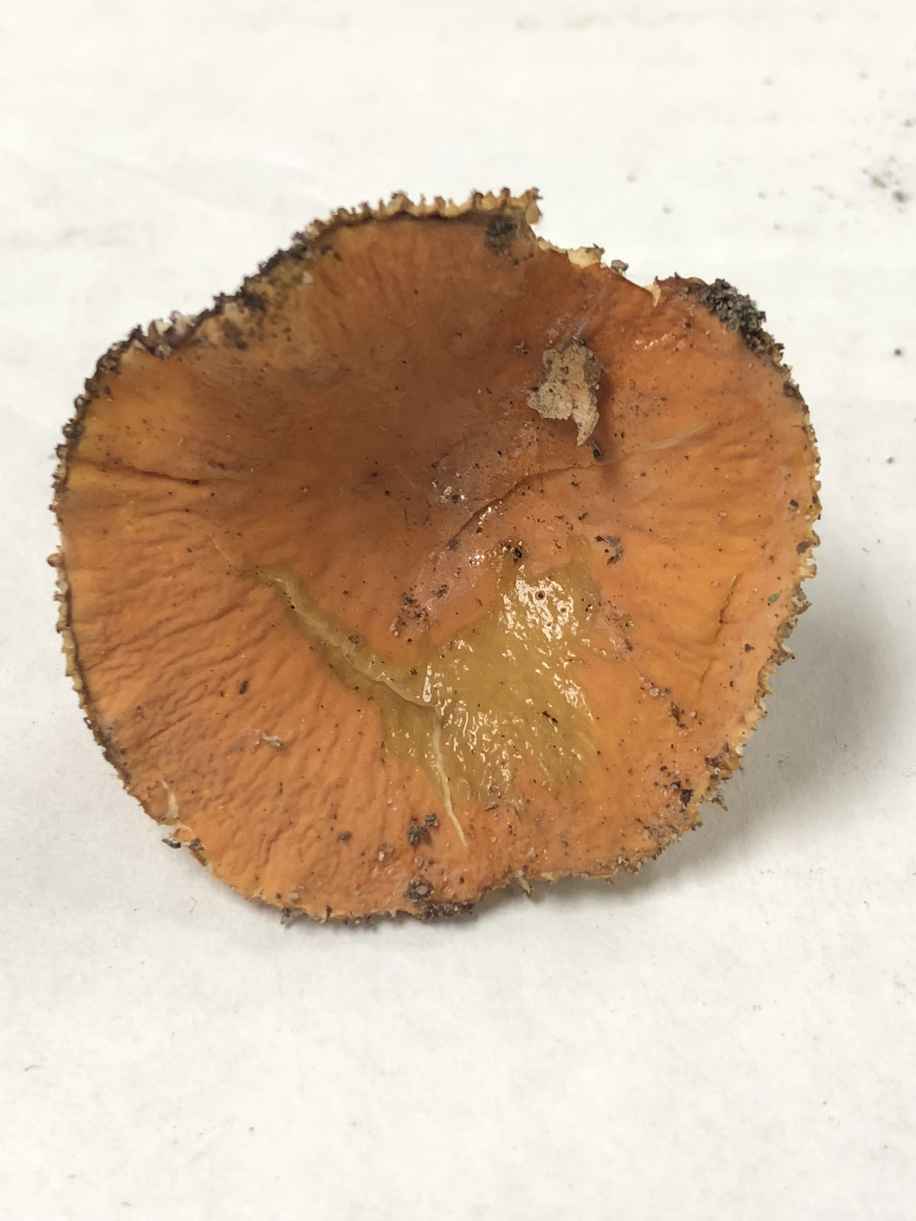 Lactifluus Hygrophoroides Figure 3